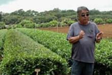 Milton Yamasaki with tea crop